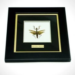 Insect Praying Mantis Large Rare-T Exclusive Custom Table/Wall Frame Ancient Artifacts