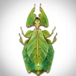 Authentic Leaf Phylliidae Mimic Insect Custom Frame