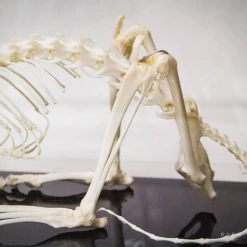 RARE-T Authentic Cat Skeleton Custom Museum Display Ancient Artifacts