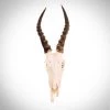 BEN - SKULL STORE Ancient Artifacts Blesbok Skull - Authentic African Blesbok Skull Wallmount
