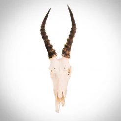 BEN - SKULL STORE Ancient Artifacts Blesbok Skull - Authentic African Blesbok Skull Wallmount