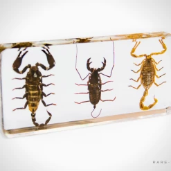 Insect Taxidermy - Authentic 3 Scorpion Palamnaersus Set Resin Paperweight/Display Ancient Artifacts