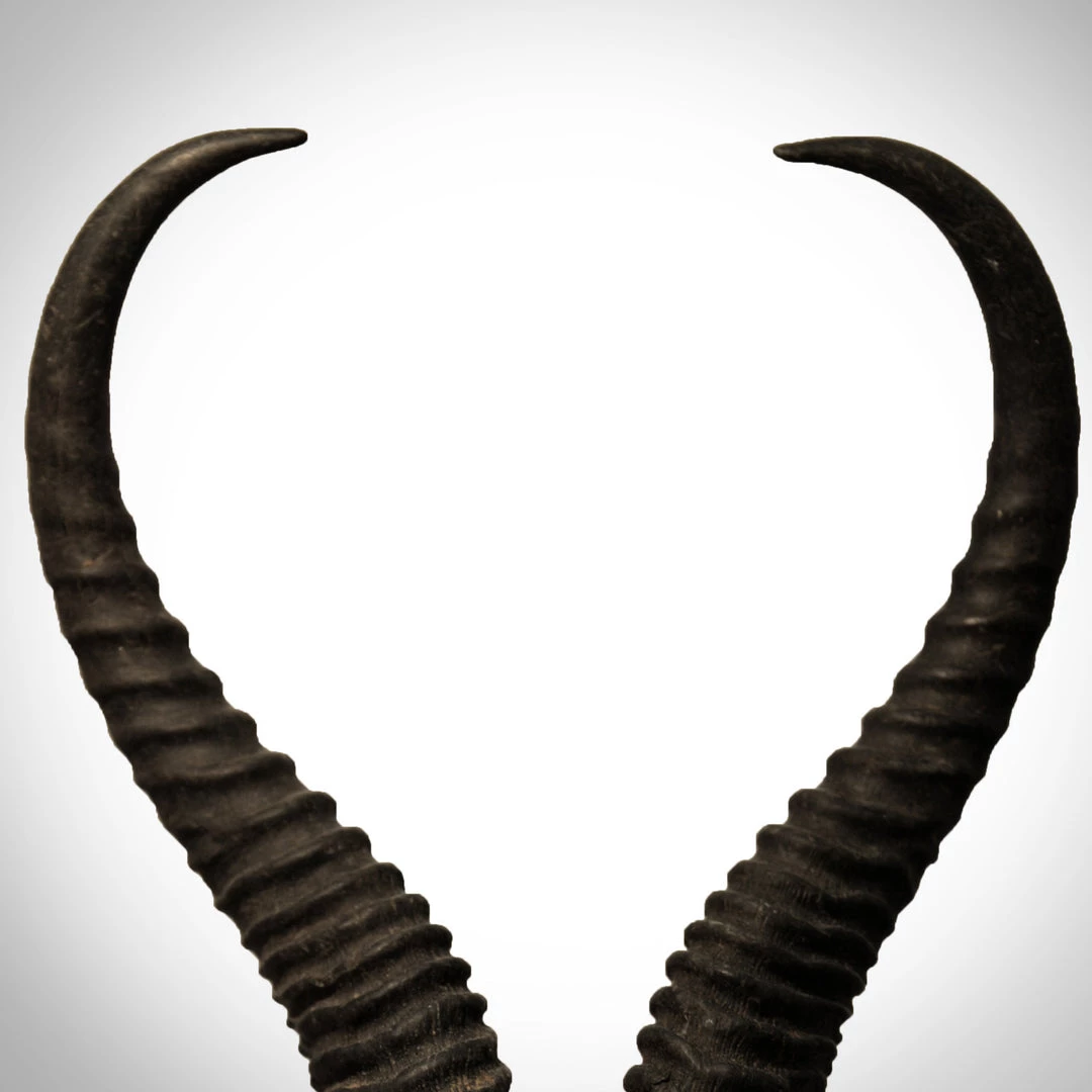 BEN - SKULL STORE African Springbok Authentic Skull Wallmount 3 BEN - SKULL STORE African Springbok Authentic Skull Wallmount