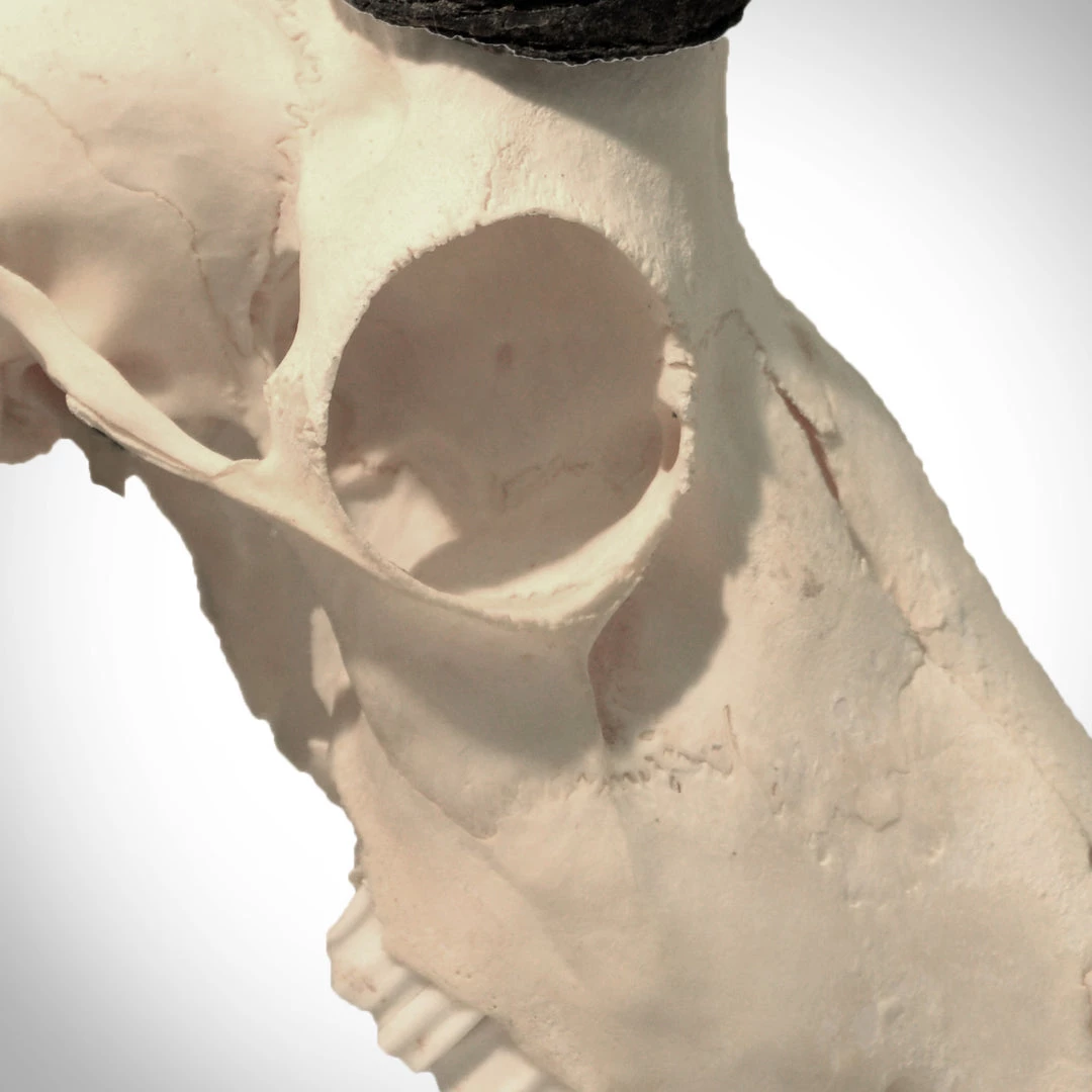 BEN - SKULL STORE African Springbok Authentic Skull Wallmount 4 BEN - SKULL STORE African Springbok Authentic Skull Wallmount