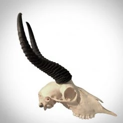 BEN - SKULL STORE African Springbok Authentic Skull Wallmount