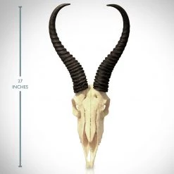 BEN - SKULL STORE African Springbok Authentic Skull Wallmount 10 BEN - SKULL STORE African Springbok Authentic Skull Wallmount