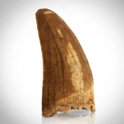 Natural Selections Tyrannosaurus Rex Tooth - Authentic Fossilized African Tyrannosaurus Rex Tooth Custom Museum Display Ancient Artifacts