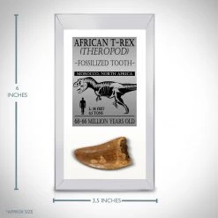 Natural Selections Tyrannosaurus Rex Tooth - Authentic Fossilized African Tyrannosaurus Rex Tooth Custom Museum Display Ancient Artifacts