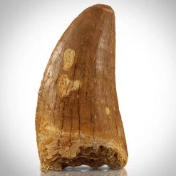 Natural Selections Tyrannosaurus Rex Tooth - Authentic Fossilized African Tyrannosaurus Rex Tooth Custom Museum Display Ancient Artifacts