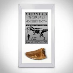 Natural Selections Tyrannosaurus Rex Tooth - Authentic Fossilized African Tyrannosaurus Rex Tooth Custom Museum Display Ancient Artifacts
