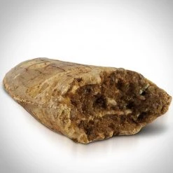 Natural Selections Tyrannosaurus Rex Tooth - Authentic Fossilized African Tyrannosaurus Rex Tooth Custom Museum Display Ancient Artifacts