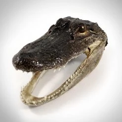 RARE-T Alligator Head- Authentic Floridian Alligator Head Custom Museum Display Ancient Artifacts