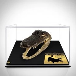 RARE-T Alligator Head- Authentic Floridian Alligator Head Custom Museum Display Ancient Artifacts
