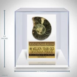 Best Of Egypt Ancient Artifacts Ammonite Shell Fossil Custom Museum Display