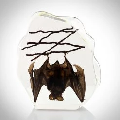 RealCoolBugs Authentic 'Hanging Horseshoe Bat' (Rhinolophus Affinis) Resin Paperweight/Display Ready To Ship! 48 Hour Shipping!