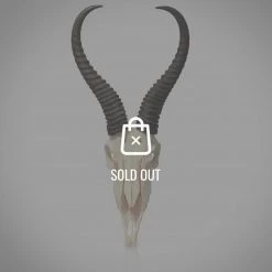 BEN - SKULL STORE African Springbok Authentic Skull Wallmount