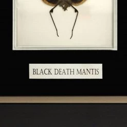 Insect Rare-T Exclusive 'Authentic Black Death Mantis' Custom Shadow Box Frame Ancient Artifacts