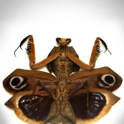 Insect Rare-T Exclusive 'Authentic Black Death Mantis' Custom Shadow Box Frame Ancient Artifacts