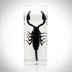 RealCoolBugs Authentic 'Black Scorpion' Resin Paperweight/Display