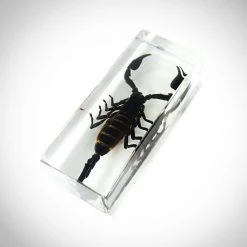 RealCoolBugs Authentic 'Black Scorpion' Resin Paperweight/Display
