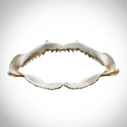 RARE-T Bull Shark Jaw Bone - Florida Bull Shark Jaw Bone With Complete Rows Of Teeth Custom Museum Display Ancient Artifacts