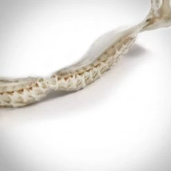 RARE-T Bull Shark Jaw Bone - Florida Bull Shark Jaw Bone With Complete Rows Of Teeth Custom Museum Display Ancient Artifacts