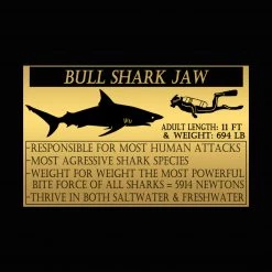 RARE-T Bull Shark Jaw Bone - Florida Bull Shark Jaw Bone With Complete Rows Of Teeth Custom Museum Display Ancient Artifacts