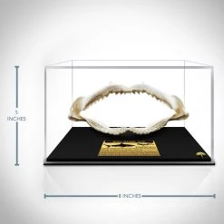 RARE-T Bull Shark Jaw Bone - Florida Bull Shark Jaw Bone With Complete Rows Of Teeth Custom Museum Display Ancient Artifacts