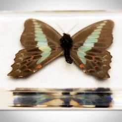 Cool Real Bugs Butterfly- Authentic 4 Butterflies Resin Paperweight & Coasters