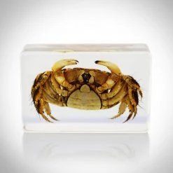 RealCoolBugs Authentic 'Crab-Decapoda' Resin Paperweight/Display