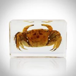 RealCoolBugs Authentic 'Crab-Decapoda' Resin Paperweight/Display