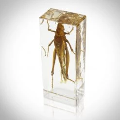 RealCoolBugs Authentic Grasshopper Resin Paperweight/Display