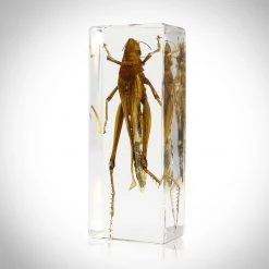 RealCoolBugs Authentic Grasshopper Resin Paperweight/Display