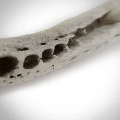 RARE-T Alligator Jaw & Teeth Knife - Hand-Carved Alligator Jaw & Teeth Knife Custom Museum Display