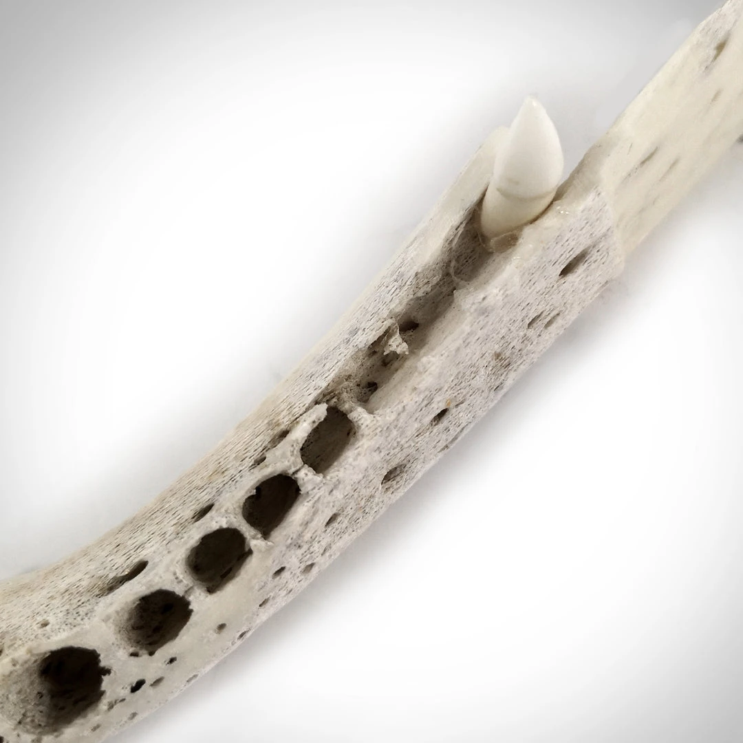 RARE-T Alligator Jaw & Teeth Knife - Hand-Carved Alligator Jaw & Teeth Knife Custom Museum Display 3 RARE-T Alligator Jaw & Teeth Knife - Hand-Carved Alligator Jaw & Teeth Knife Custom Museum Display