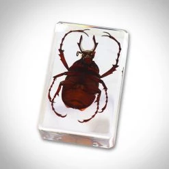 RealCoolBugs Authentic 'Antler Horned Beetle' Resin Paperweight/Display Ready To Ship! 48 Hour Shipping!