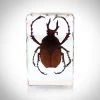 RealCoolBugs Authentic 'Antler Horned Beetle' Resin Paperweight/Display Ready To Ship! 48 Hour Shipping!