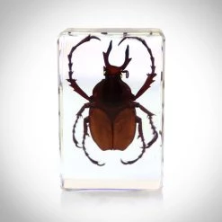 RealCoolBugs Authentic 'Antler Horned Beetle' Resin Paperweight/Display Ready To Ship! 48 Hour Shipping!