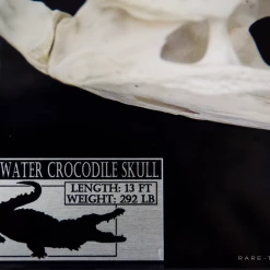 RARE-T Authentic Crocodile Skull Museum Display Ancient Artifacts