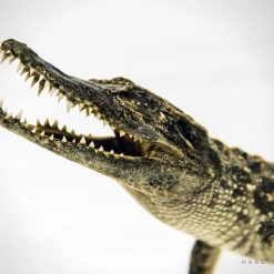 Rare-T Exclusive 'Taxidermy Crocodile' Museum Display Ancient Artifacts