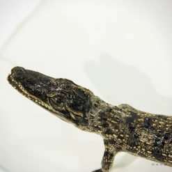 Rare-T Exclusive 'Taxidermy Crocodile' Museum Display Ancient Artifacts