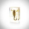 RealCoolBugs Authentic 'Golden Scorpion' Resin Paperweight/Display Ready To Ship! 48 Hour Shipping!