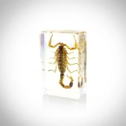RealCoolBugs Authentic 'Golden Scorpion' Resin Paperweight/Display Ready To Ship! 48 Hour Shipping!