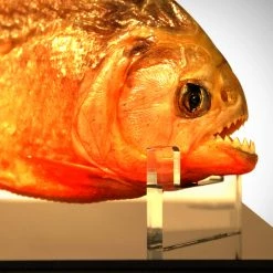 Insect Authentic Huge Piranha - Taxidermy Custom Museum Display Ancient Artifacts 7 Insect Authentic Huge Piranha - Taxidermy Custom Museum Display Ancient Artifacts
