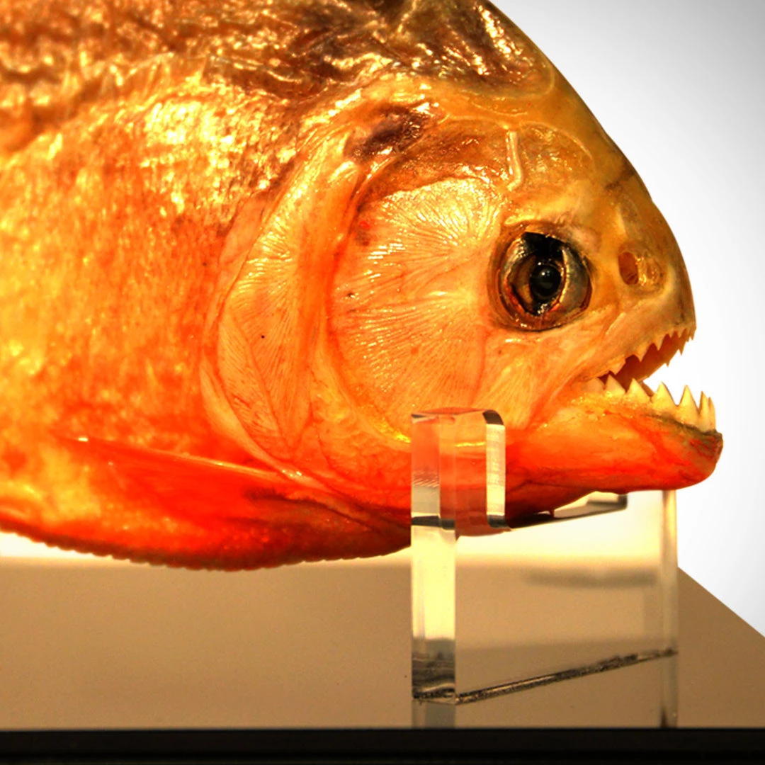 Insect Authentic Huge Piranha - Taxidermy Custom Museum Display Ancient Artifacts 4 Insect Authentic Huge Piranha - Taxidermy Custom Museum Display Ancient Artifacts
