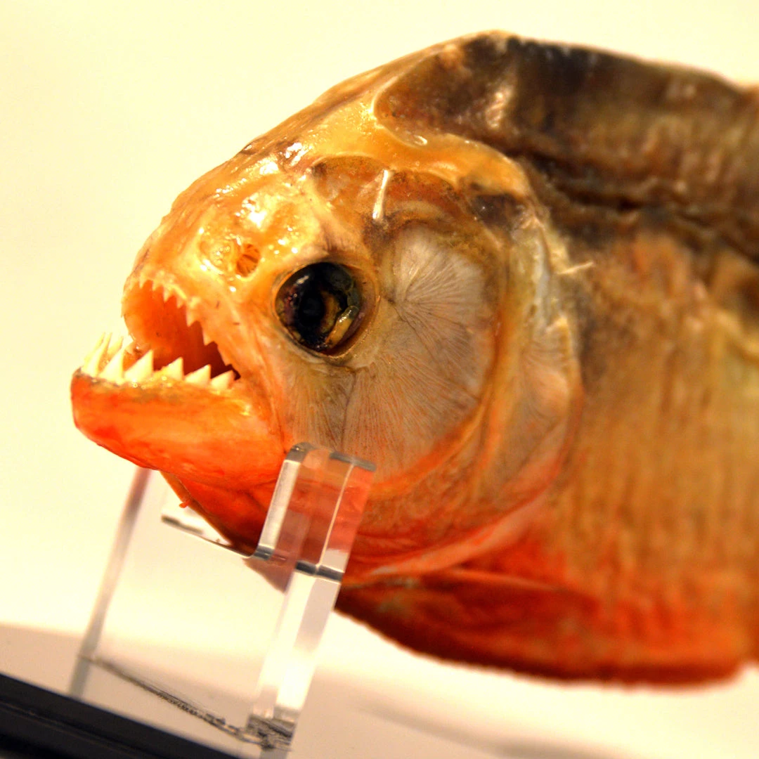 Insect Authentic Huge Piranha - Taxidermy Custom Museum Display Ancient Artifacts 2 Insect Authentic Huge Piranha - Taxidermy Custom Museum Display Ancient Artifacts