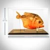 Insect Authentic Huge Piranha - Taxidermy Custom Museum Display Ancient Artifacts
