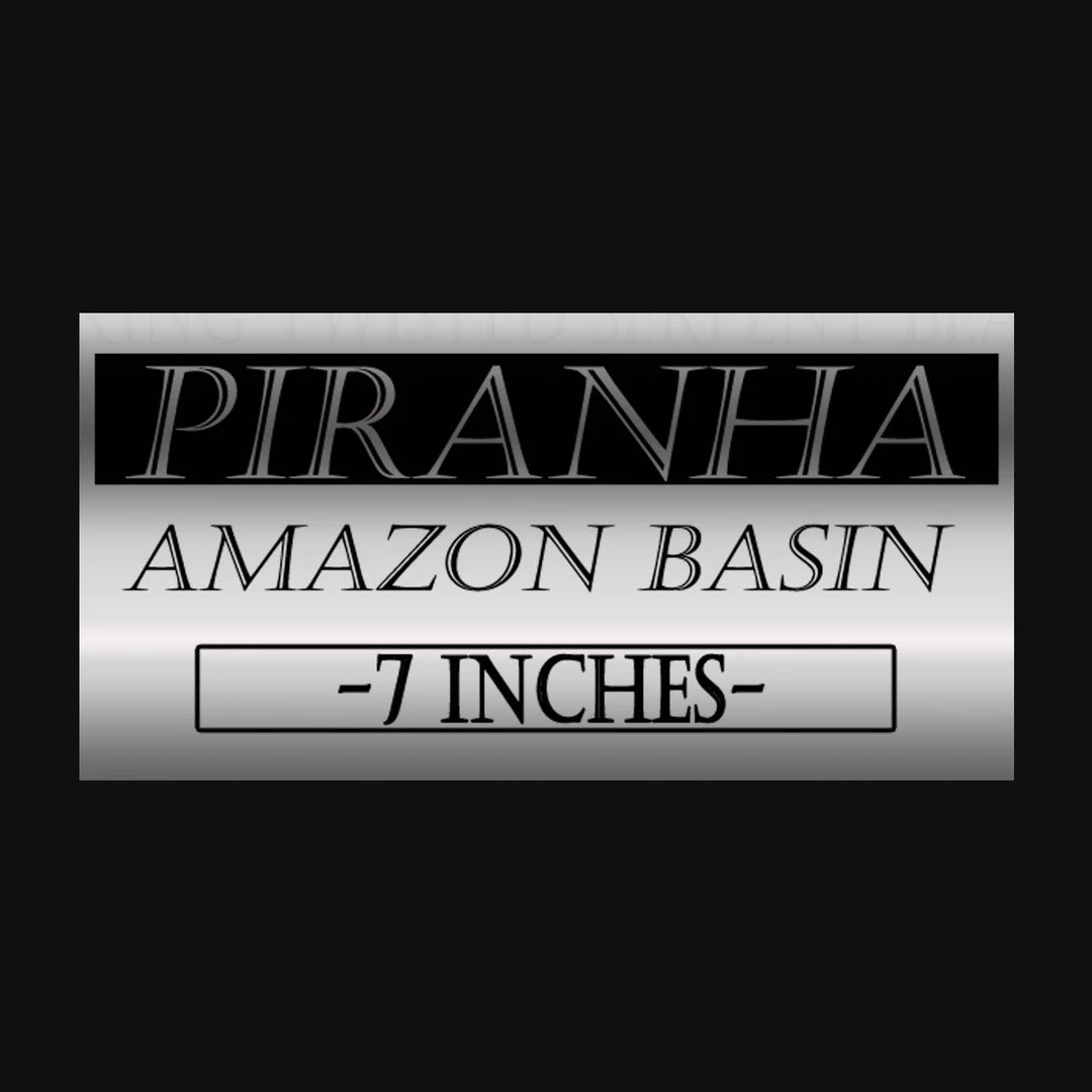 Insect Authentic Huge Piranha - Taxidermy Custom Museum Display Ancient Artifacts 3 Insect Authentic Huge Piranha - Taxidermy Custom Museum Display Ancient Artifacts