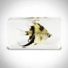 RealCoolBugs Authentic 'Angelfish' Resin Paperweight/Display Ready To Ship! 48 Hour Shipping!