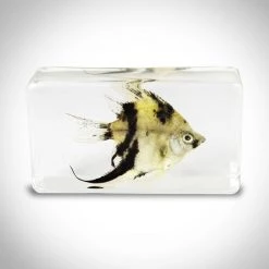RealCoolBugs Authentic 'Angelfish' Resin Paperweight/Display Ready To Ship! 48 Hour Shipping!